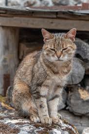 Attēlu rezultāti vaicājumam “Felis silvestris catus”