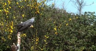 Attēlu rezultāti vaicājumam “Cuculus canorus adult”