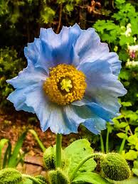 Image result for Scheinmohn