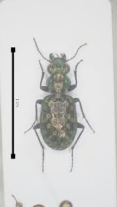 Attēlu rezultāti vaicājumam “Elaphrus cupreus”