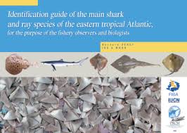 Image result for Acroteriobatus blochii