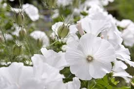 Image result for Lavatera trimestris