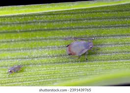 Attēlu rezultāti vaicājumam “Tritomegas bicolor imago”