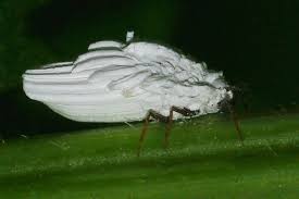 Attēlu rezultāti vaicājumam “Orthezia urticae”