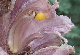 Attēlu rezultāti vaicājumam “Orobanchaceae”