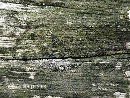 Attēlu rezultāti vaicājumam “Trapeliopsis flexuosa”