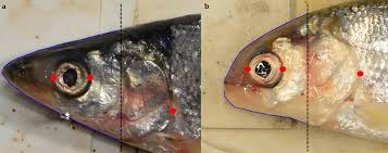 Image result for Coregonus artedi