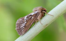 Attēlu rezultāti vaicājumam “Hepialus lupulinus”