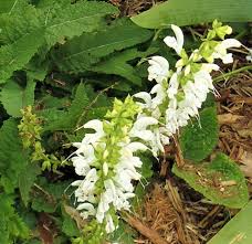 Image result for Salvia pratensis
