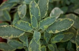 Image result for Salvie