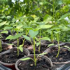 Afbeeldingsresultaat voor thai bird pepper hot pepper