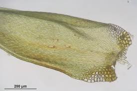 Attēlu rezultāti vaicājumam “Platygyrium repens”