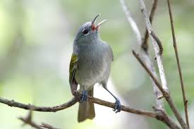 Image result for Apus pacificus