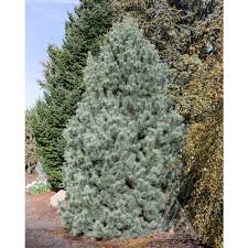 Attēlu rezultāti vaicājumam “Pinus peuce”