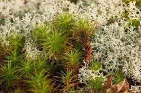 Attēlu rezultāti vaicājumam “Paraleucobryum longifolium sporophyte”