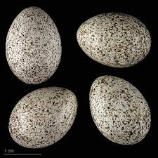 Image result for Locustella fluviatilis