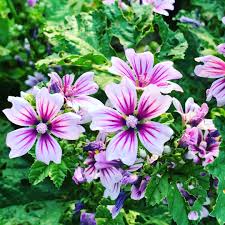 Image result for Malva sylvestris 'Zebrina'