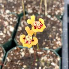 Image result for Utricularia