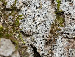 Attēlu rezultāti vaicājumam “Acrocordia gemmata”