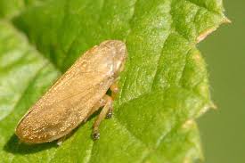 Attēlu rezultāti vaicājumam “Aphrophora nymph”