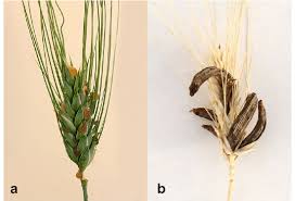 Attēlu rezultāti vaicājumam “Claviceps purpurea”