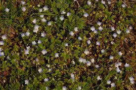 Attēlu rezultāti vaicājumam “Veronica filiformis flower”