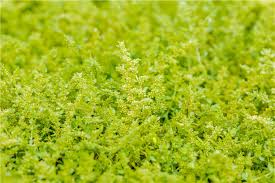 Attēlu rezultāti vaicājumam “Herniaria glabra”