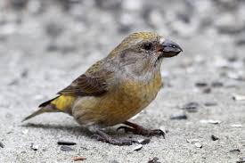 Image result for Loxia curvirostra