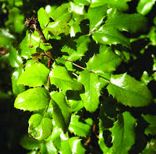 Attēlu rezultāti vaicājumam “Mahonia aquifolium leaf”