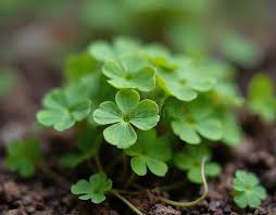 Attēlu rezultāti vaicājumam “Oxalis corniculata”