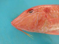 Image result for Pseudupeneus maculatus