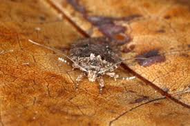 Attēlu rezultāti vaicājumam “Agonopterix heracliana”