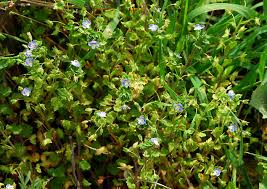 Attēlu rezultāti vaicājumam “Veronica persica”