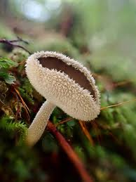 Attēlu rezultāti vaicājumam “Helvella macropus”
