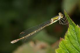 Attēlu rezultāti vaicājumam “Lestes virens female”