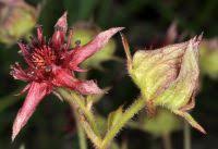 Attēlu rezultāti vaicājumam “Comarum palustre fruit”