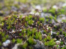 Attēlu rezultāti vaicājumam “Pogonatum nanum”