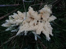 Attēlu rezultāti vaicājumam “Didymium spongiosum”