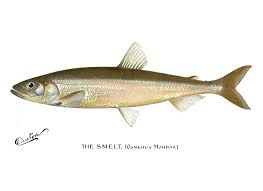 Image result for Osmerus mordax