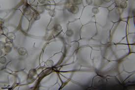 Attēlu rezultāti vaicājumam “Stemonitis pallida”