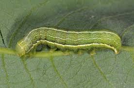 Attēlu rezultāti vaicājumam “Orthosia incerta”