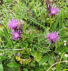 Attēlu rezultāti vaicājumam “Cirsium acaule flower”