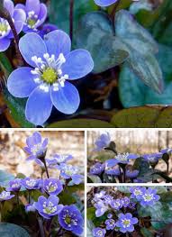 Attēlu rezultāti vaicājumam “Hepatica nobilis flower”
