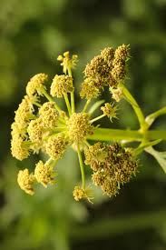 Attēlu rezultāti vaicājumam “Levisticum officinale flower”