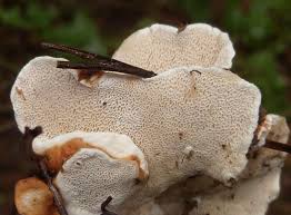 Attēlu rezultāti vaicājumam “Heterobasidion annosum”