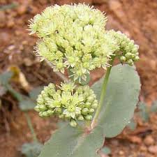 Attēlu rezultāti vaicājumam “Hylotelephium telephium leaf”