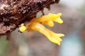 Attēlu rezultāti vaicājumam “Calocera viscosa”