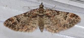 Attēlu rezultāti vaicājumam “Gymnoscelis rufifasciata”