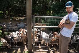 Image result for Craigavon Cougars