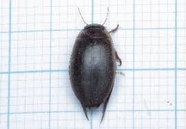 Attēlu rezultāti vaicājumam “Rhantus frontalis”